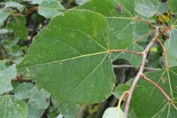 Το Aspen αφήνει για να θεραπεύσει την έγχυση